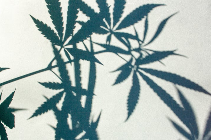 Cannabis shadow_shutterstock_1771888919